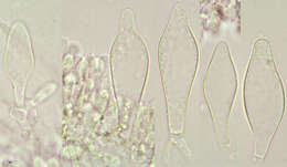 Слика од Pluteus griseoluridus P. D. Orton 1984