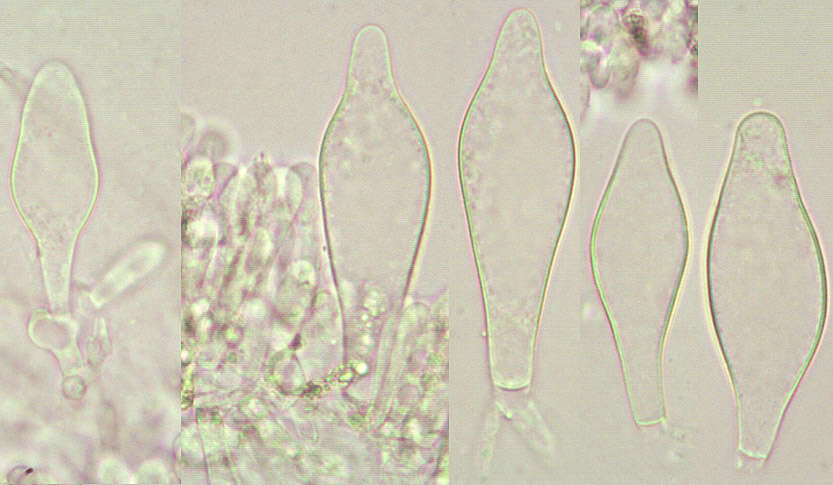 Слика од Pluteus griseoluridus P. D. Orton 1984