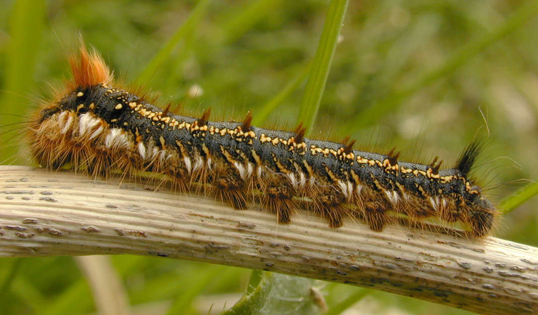 Слика од Euthrix potatoria Linnaeus 1758