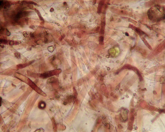 Image of Leccinum cyaneobasileucum Lannoy & Estadès 1991