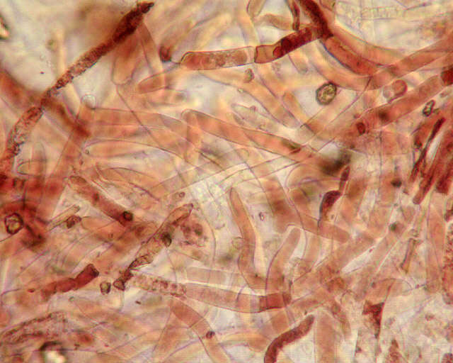 Imagem de Leccinum cyaneobasileucum Lannoy & Estadès 1991