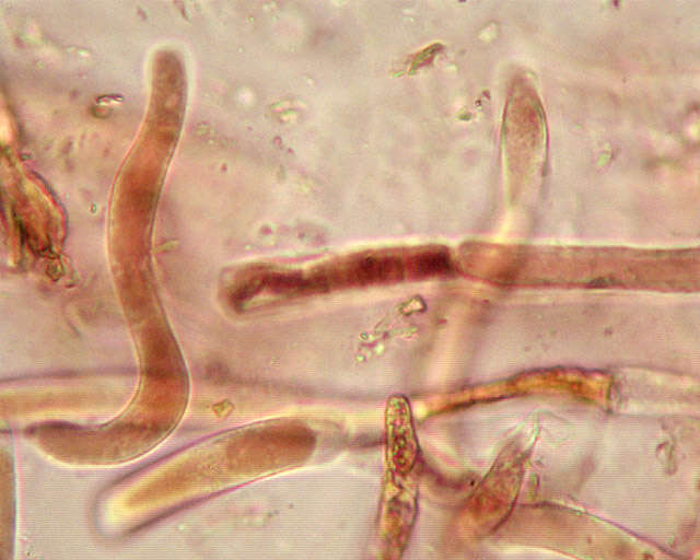 Слика од Leccinum cyaneobasileucum Lannoy & Estadès 1991