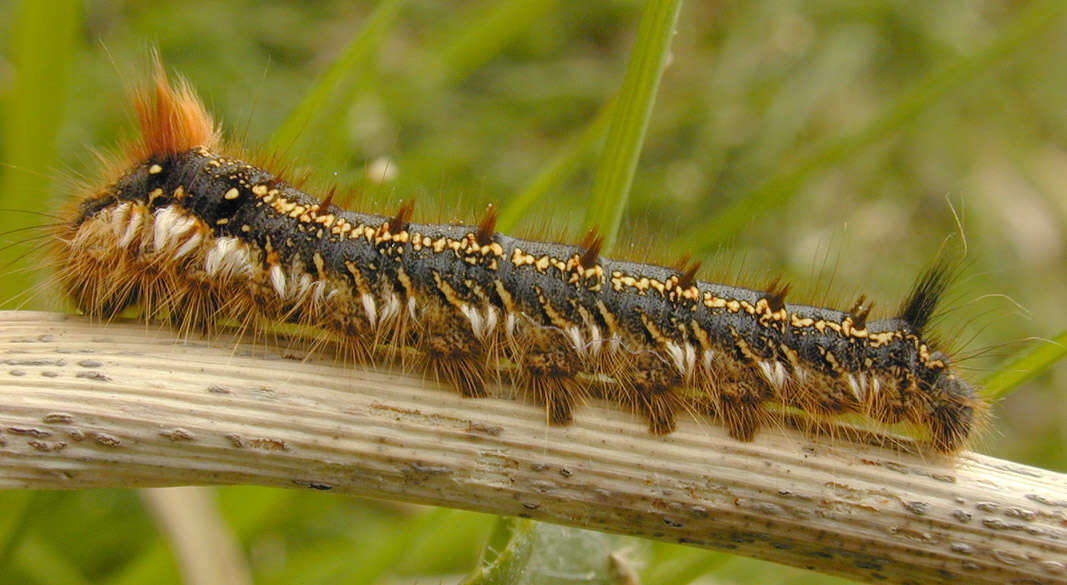 Слика од Euthrix potatoria Linnaeus 1758