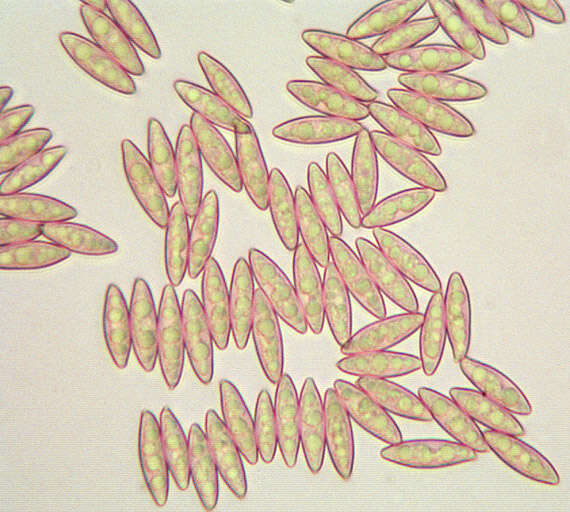 Слика од Leccinum cyaneobasileucum Lannoy & Estadès 1991