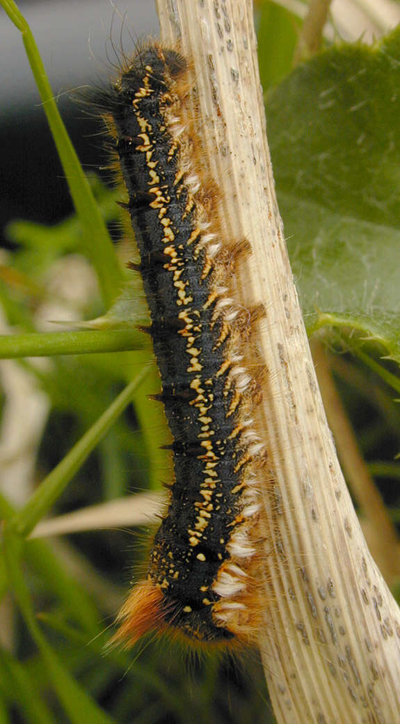 Слика од Euthrix potatoria Linnaeus 1758