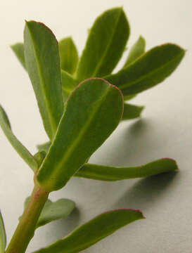 Image of Portland Spurge