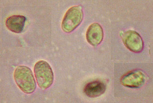 Image of Mycena megaspora Kauffman 1933