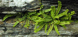 Plancia ëd Asplenium trichomanes subsp. quadrivalens D. E. Meyer