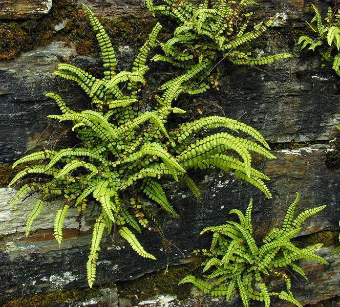 Asplenium trichomanes subsp. quadrivalens D. E. Meyer resmi