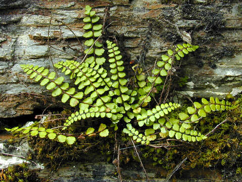 Asplenium trichomanes subsp. quadrivalens D. E. Meyer resmi