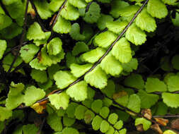 Image of maidenhair spleenwort