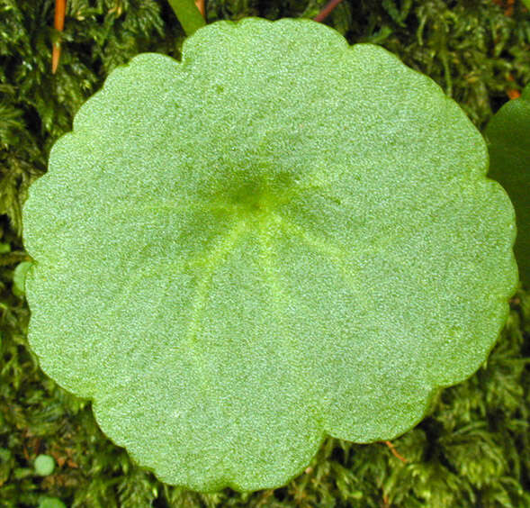 Image of Umbilicus rupestris (Salisb.) Dandy