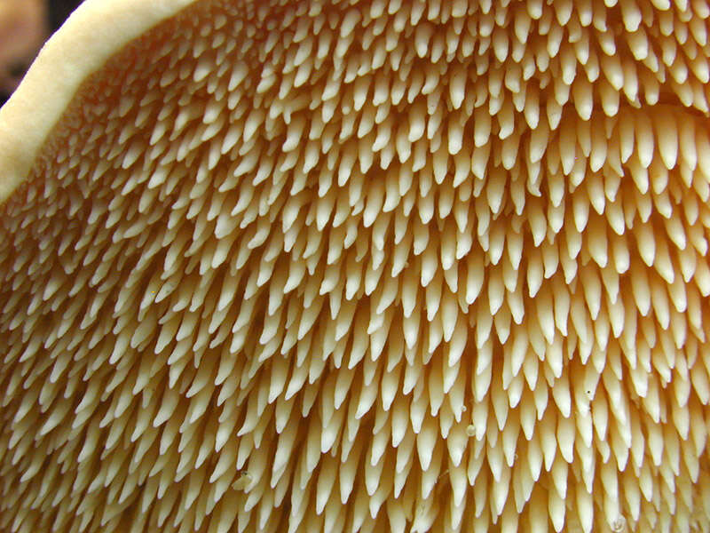 Image of wood hedgehog