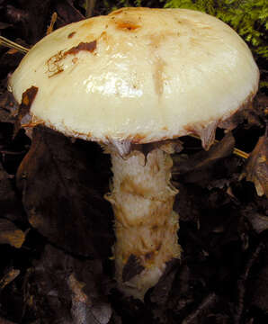 Image de Hélébome radicant