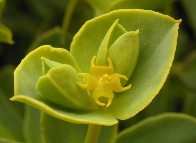 Image of Portland Spurge