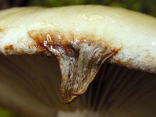 Image de Hélébome radicant