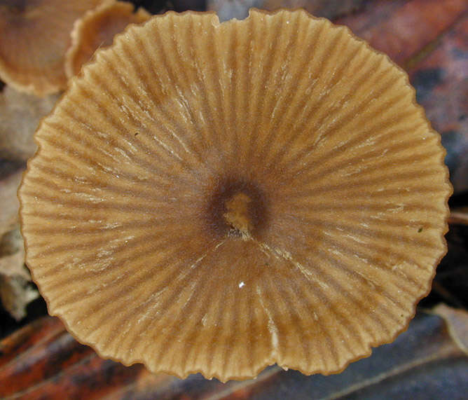 Imagem de Entoloma papillatum (Bres.) Dennis 1953