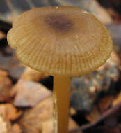 Imagem de Entoloma papillatum (Bres.) Dennis 1953