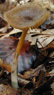 Слика од Entoloma papillatum (Bres.) Dennis 1953