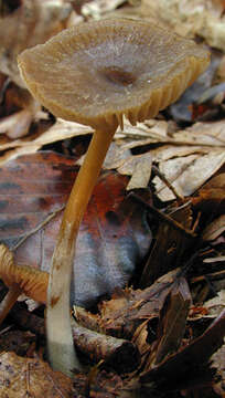 Imagem de Entoloma papillatum (Bres.) Dennis 1953