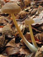 Слика од Entoloma papillatum (Bres.) Dennis 1953