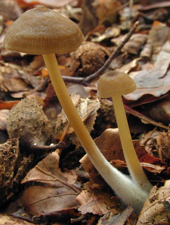 Imagem de Entoloma papillatum (Bres.) Dennis 1953