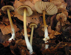 Слика од Entoloma papillatum (Bres.) Dennis 1953