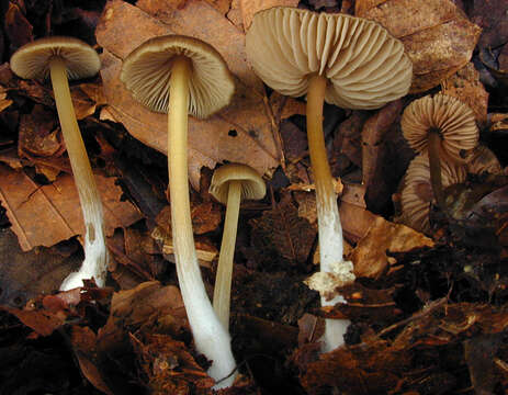 Imagem de Entoloma papillatum (Bres.) Dennis 1953