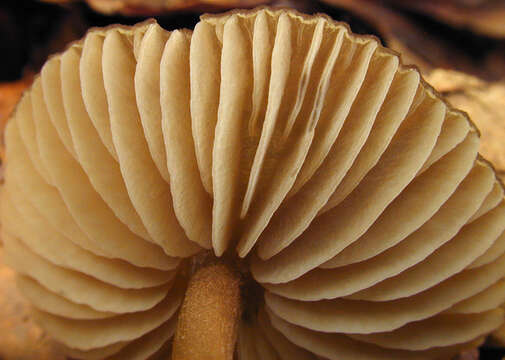 Imagem de Entoloma papillatum (Bres.) Dennis 1953