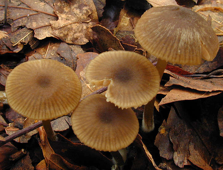 Слика од Entoloma papillatum (Bres.) Dennis 1953