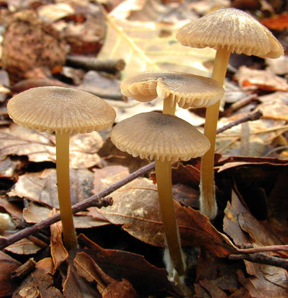 Слика од Entoloma papillatum (Bres.) Dennis 1953