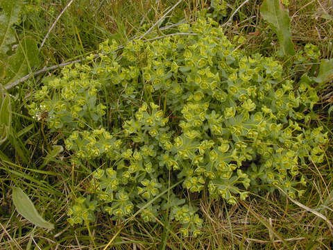 Image of Portland Spurge