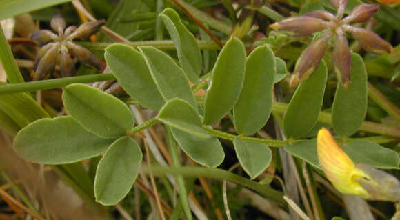 Image of Horseshoe-vetch