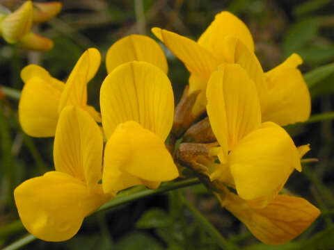 Imagem de Hippocrepis comosa L.