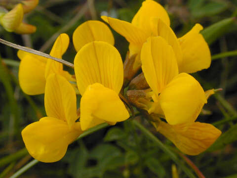 Image of Horseshoe-vetch