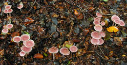 Image of Mycena rosea Gramberg 1912