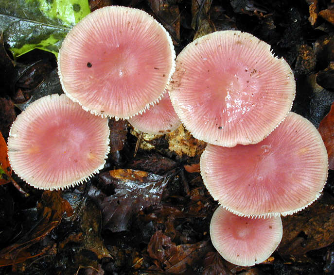 Image of Mycena rosea Gramberg 1912