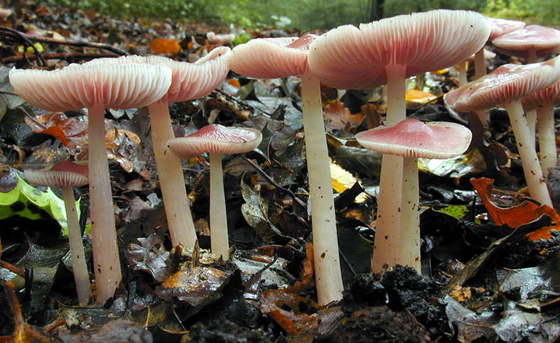 Image of Mycena rosea Gramberg 1912