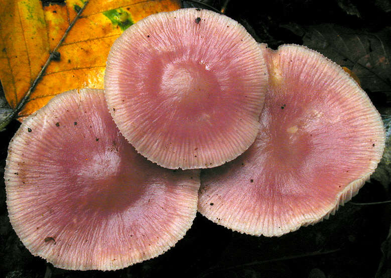 Image of Mycena rosea Gramberg 1912