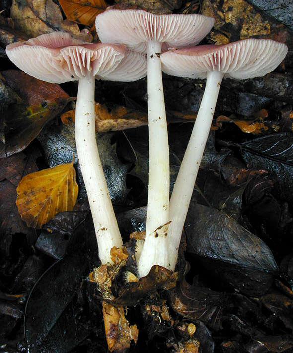 Image of Mycena rosea Gramberg 1912