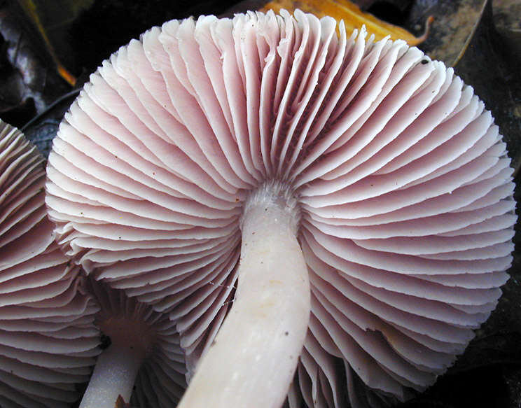 Image of Mycena rosea Gramberg 1912