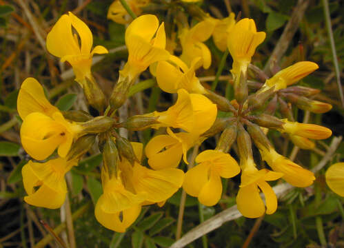 Image of Horseshoe-vetch