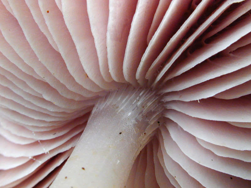 Image of Mycena rosea Gramberg 1912