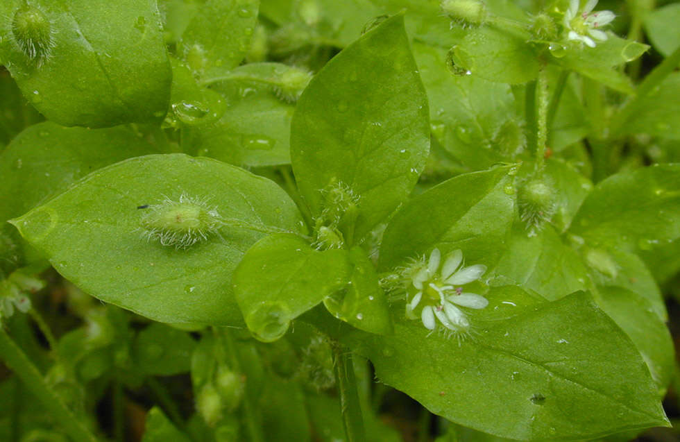 Image of common chickweed