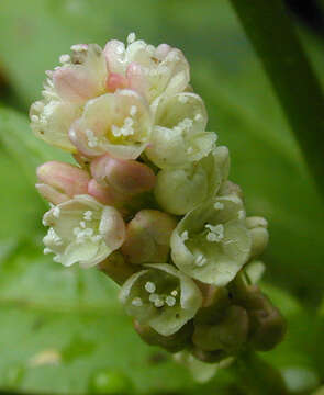 Imagem de Persicaria maculosa S. F. Gray