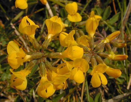 Image of Horseshoe-vetch