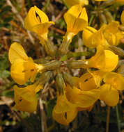 Image of Horseshoe-vetch