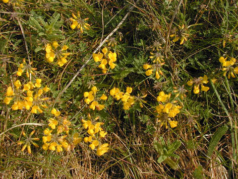 Image of Horseshoe-vetch