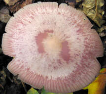 Image of Mycena rosea Gramberg 1912