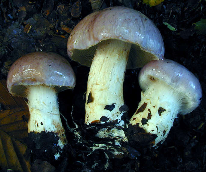 Image of Cortinarius largus Fr. 1838